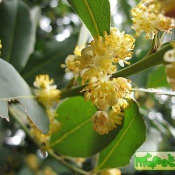Laurus