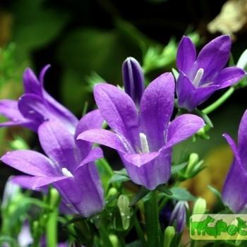 Campanula