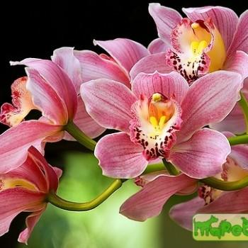 Cymbidium