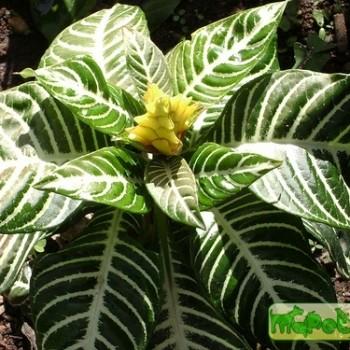 Aphelandra