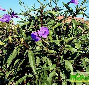 Ruellia L.