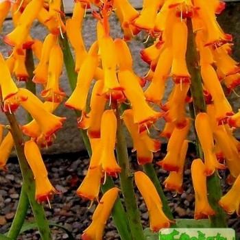 Lachenalia