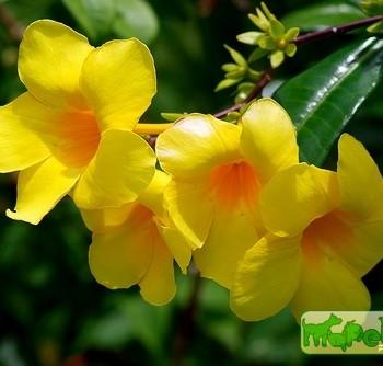 Allamanda