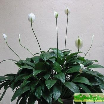Spathiphyllum