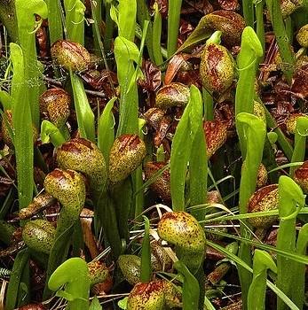 Darlingtonia