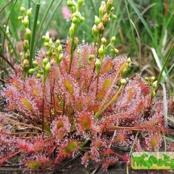 Drosera