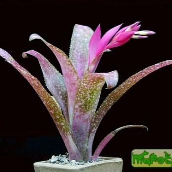 Billbergia
