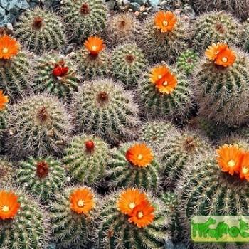 Parodia