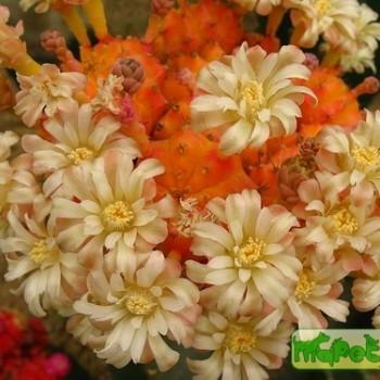 Gymnocalycium