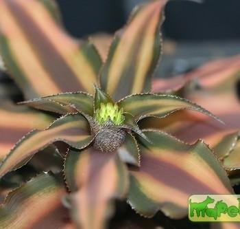 Cryptanthus