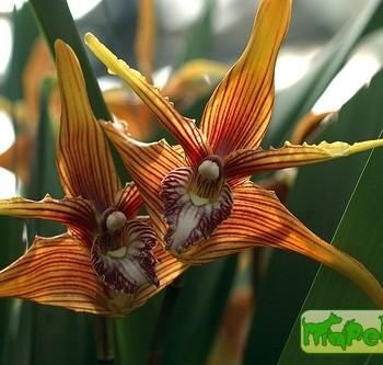 Maxillaria