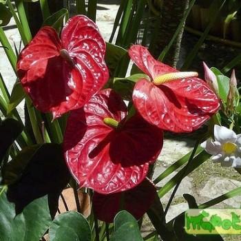 Anthurium