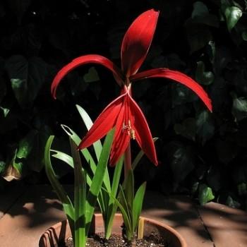 Sprekelia