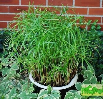 Cyperus