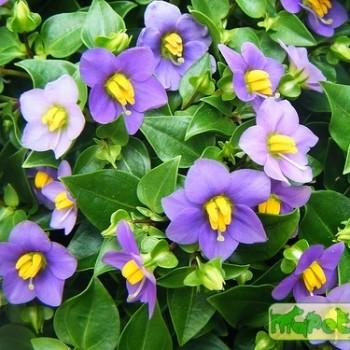 Exacum L.