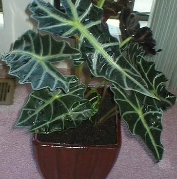 Alocasia