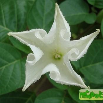 Datura