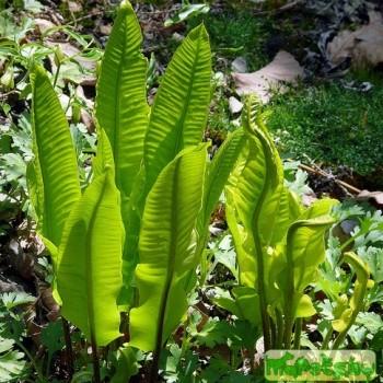 Asplenium
