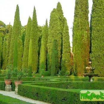 Cupressus