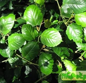 Cissus