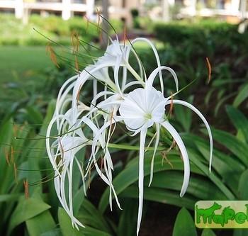 Hymenocallis