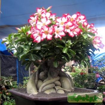 Adenium