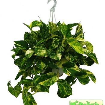Scindapsus