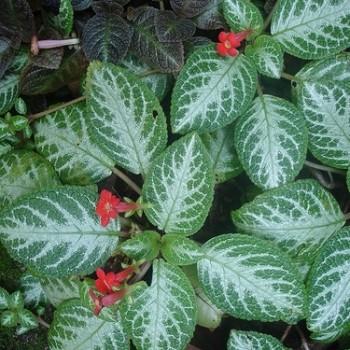 Episcia Mart.