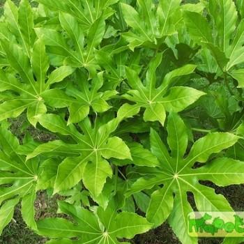 Fatsia Decne. et Planch.