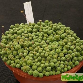 Monanthes