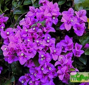 Bougainvillea