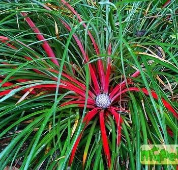 Fascicularia bicolor