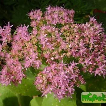 Sedum