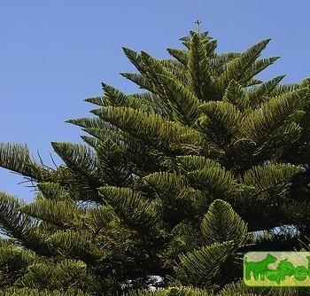 Araucaria heterophylla
