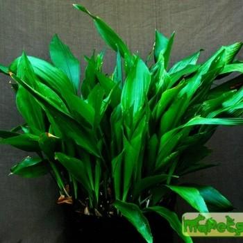 Aspidistra elatior