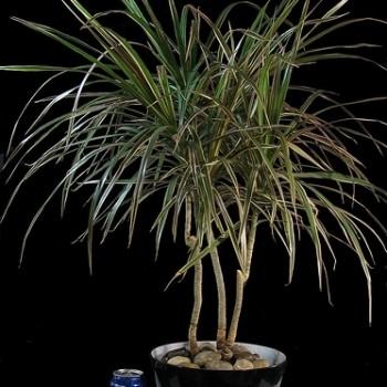 Dracaena