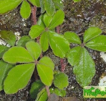 Tetrastigma (Vitis)