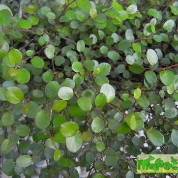 Muehlenbeckia