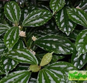 Pilea