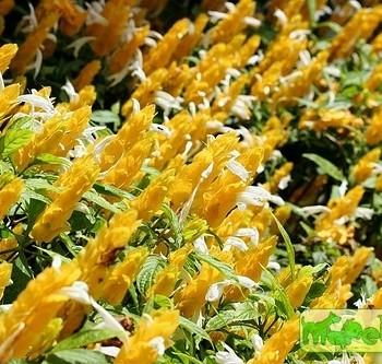 Pachystachys