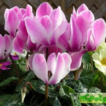 Cyclamen