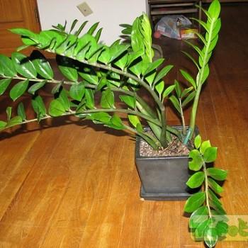 Zamioculcas zamiifolia Engl.