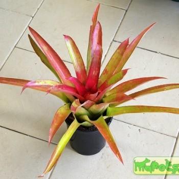 Neoregelia