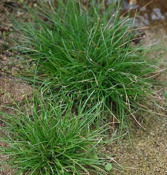 Scirpus