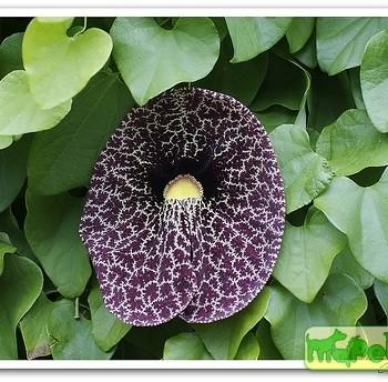 Aristolochia