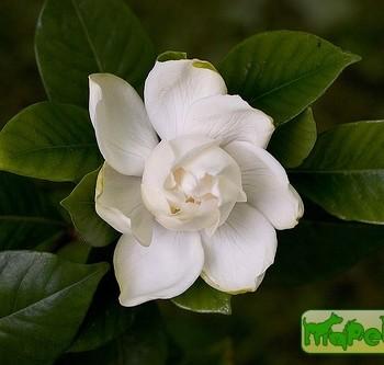 Gardenia jasminoides
