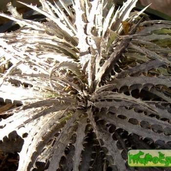 Dyckia