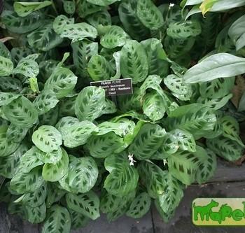 Maranta