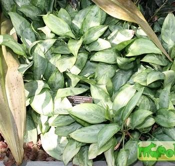 Aglaonema