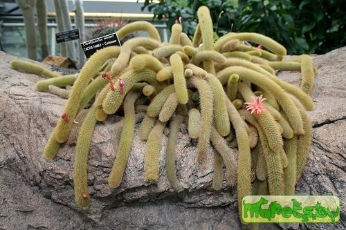 Cleistocactus